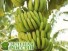 Регулярное потребление бананов снижает риск инсульта