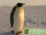 В Антарктиде обнаружены останки самого крупного на планете пингвина