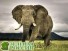 В крупнейшем национальном парке в Зимбабве погибли около 190 слонов