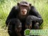 Чувством справедливости обладают шимпанзе