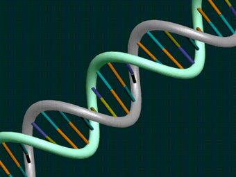 Генетические истоки наследственной близорукости смогли обнаружить ученые