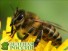 Пчёл-опылителей заменяют их «дикие» собратья