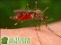 Ученые пытаются раскрыть тайны кровососущих насекомых