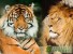 В Тибете найдены останки предка тигров и львов