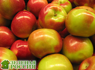 Яблоки – отличное средство для снижения уровня холестерина