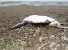 Во Франции погибли 20 тысяч морских птиц