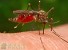 Этим летом в Сибири ожидается нашествие комаров