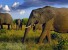 Ученые хотят составить правильный рацион питания слонов, исходя из их веса