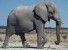 В Индии слон, полвека проведший в неволе, заплакал в момент освобождения