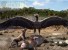 Доисторическая птица обладала 7-метровыми крыльями