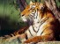 Всемирный день тигров - спасем их от вымирания