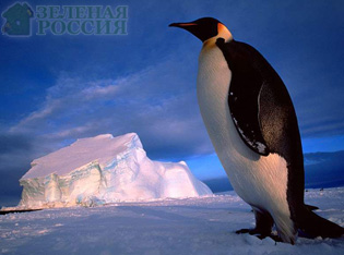 В Антарктиде найдены останки двухметрового пингвина