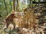 В джунглях найдены два города майя
