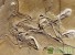 Обнаружены останки ранее неизвестных титанозавров