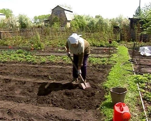 Агрономы развеяли сомнения целесообразности перекопки дачных участков