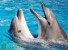 Косатки выучили язык дельфинов