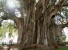 Историки определили самые старые деревья на земле (фото)
