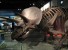 Палеонтологами реконструирован скелет динозавра