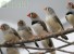 Птицы поют ради общения