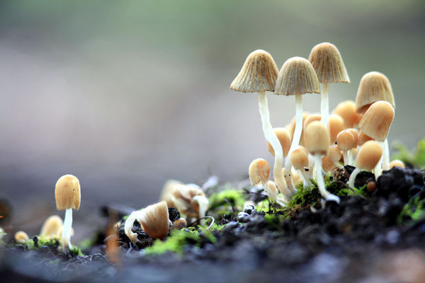 Философия существования удивительных грибов