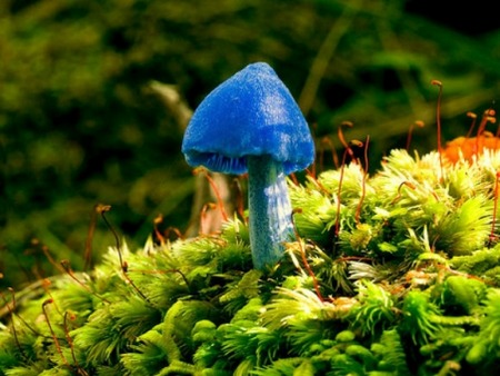 Философия существования удивительных грибов