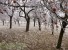 Агрономы раскрыли все тонкости осеннего ухода за яблоней