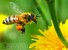 Британцы уверены, что пчелы скоро вымрут