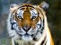 Ученые РФ и КНР спасут тигров от вымирания