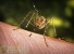 Исследователи объяснили почему комары, кусают одних людей больше других
