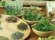 Ученые нашли способ очищение организма при помощи зелени Ученые нашли способ очищение организма при помощи зелени