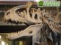 Учеными обнаружены следы клеток в костях динозавров
