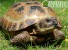 Ученые раскрыли секрет панциря черепахи