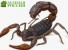 Ученые нашли останки древнего морского монстра - гигантского скорпиона