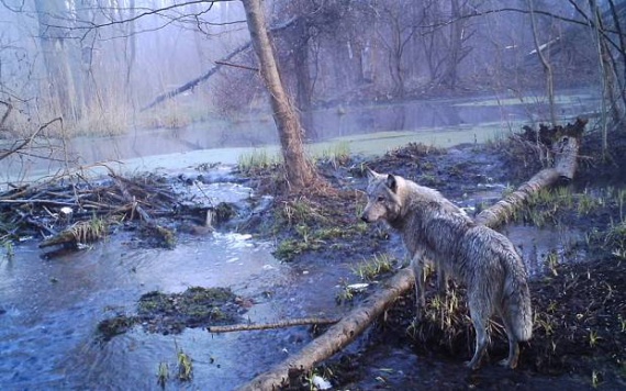  Пора признать Чернобыль природным заповедником 