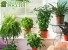 10 комнатных растений, которые могут убить человека