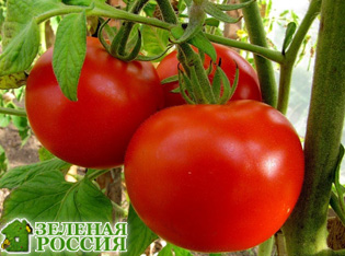 Лунный календарь посева рассады томатов в 2016 году