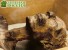 Пропавшая мумия найдена на торгах спустя 40 лет