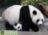 Мама-панда с трудом искупала детеныша в Китае, видео