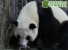 Первая панда в 2016 году родилась в Китае