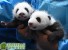 В Китае за 40 дней на свет появилось 9 пар панд-близнецов