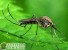 Ученые нашли безопасный для человека способ борьбы с комарами