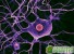Ученые разработали способ восстановления нервных клеток