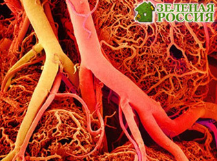 Учёные научились выращивать кровеносные сосуды