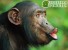 Ученые уверены, что обезьяны способны заговорить