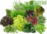 Медики: Некоторые виды зелени способны оздоровить человеческий организм вес ...