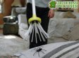 Ученые не советуют убивать в доме пауков