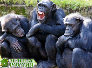 Медицинские услуги в сообществе шимпанзе