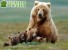 Медведицы с детенышами ищут защиту у людей
