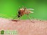 Ученые надеются сделать человека невидимым для комаров