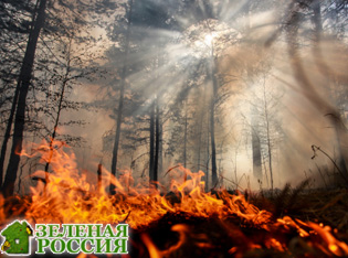 Российские ученые разработали уникальный метод предотвращения лесных пожаров